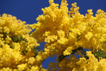 Fleurs de mimosa # 29