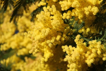 Fleurs de mimosa # 27