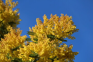 Fleurs de mimosa # 25