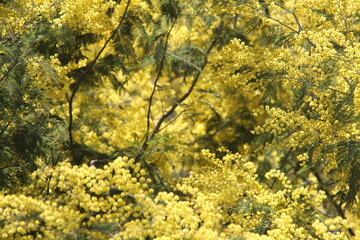 Fleurs de mimosa # 24