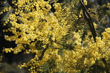 Fleurs de mimosa # 23