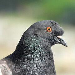 Pigeon riset en gros plan