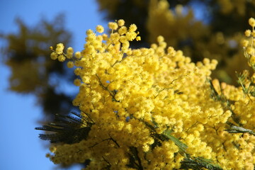 Fleurs de mimosa # 20