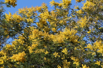 Fleurs de mimosa # 1