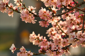 Mandelblüte im Elsass