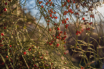 Red rowan berries on green branches against a blue sky. Autumn background. August. Autumn is approaching. Ripening of rowan berries. Useful medicinal berries