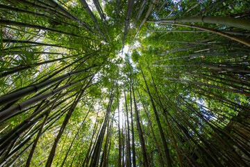 Looking up in a bamboo forest.