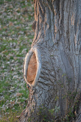 close up of a trunk