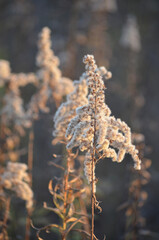 frost on a tree