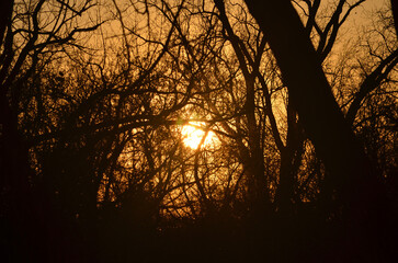 sunset in the forest