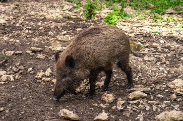 A Wild Pig In Search Of Food