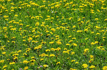Meadow Of Flowering Dandelions