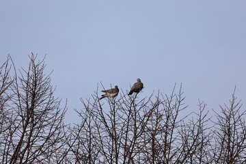Pigeon