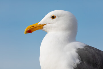 A California Gull looks out over the beach in La Jolla, California as a warm breeze from the sea gently brushes ashore