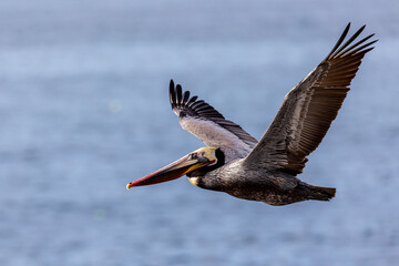 A beautiful California brown pelican soars over the open ocean in early daylight sun with large wingspan to prove its beauty in flight gliding with the sea breeze