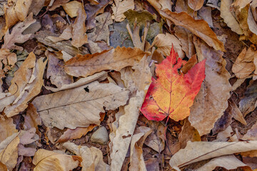 Fototapeta premium autumn leaves on the ground
