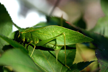 Katydid Leaf Insect Blends Into Leaves