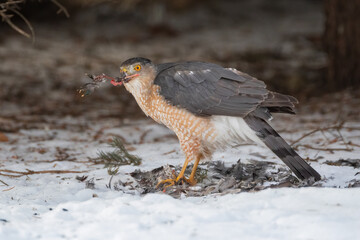 Coopers Hawk shreds apart a Robin that it caught on a crabapple tree