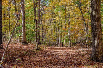 autumn in the forest