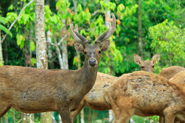 A group of Timor Deer (cervus timorensis) in a breeding center in Lampung, Indonesia