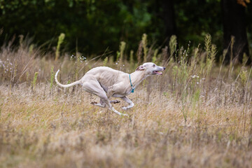 Whippet dog running. Coursing training