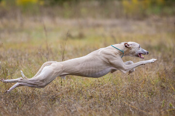Whippet dog running. Coursing training