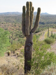 Cactus in the Arizona desert. United States landscapes.