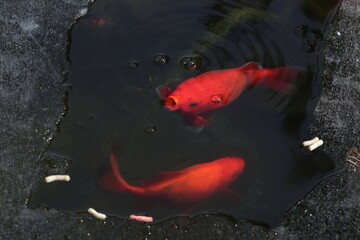 Fish in the frozen pond 