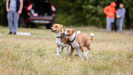 asenji dog chasing bait in a field