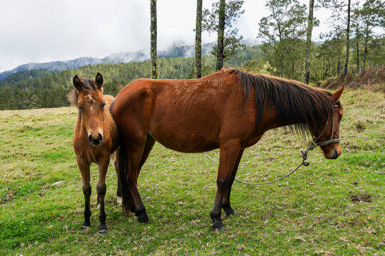 Dramatic image of a horse with its young on a grassy meadow high in the Caribbean mountains of the Dominican Republic with cold foggy skies.