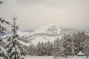 Splendid scenery in winter. Fantastic frosty morning in forest. snow-cowered pine trees under sunlight. Fantastic mountain highland. Amazing winter background. Wonderful Christmas Scene