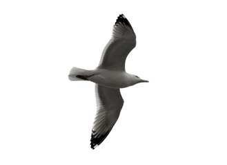 Vuelo