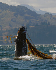 Humpback Whale Pectoral Fin Entangled In Kelp