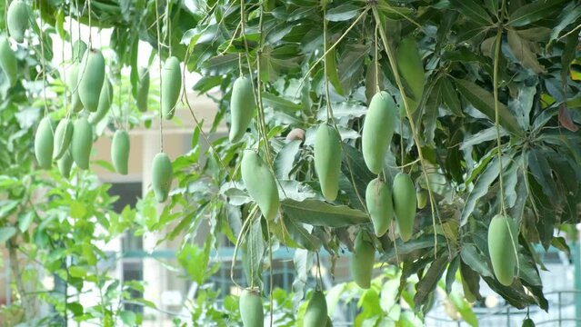 The mango tree is full of mangoes in the Mango season in Thailand, organic fruit and vegetable concept. home and house garden with morning sunlight