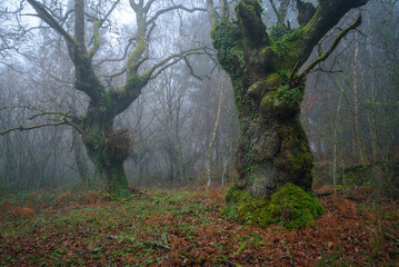 A couple of elderly anthropomorphic oak trees