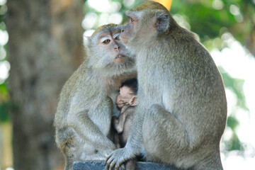 Mother monkey with her child is on a green tree