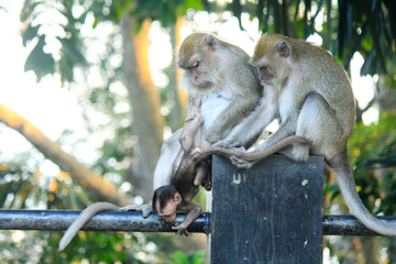 Mother monkey with her child is on a green tree