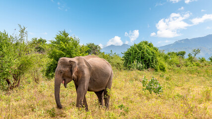 Fototapeta na wymiar An Indian elephant in the Udawalawe National Park, Sri Lanka.