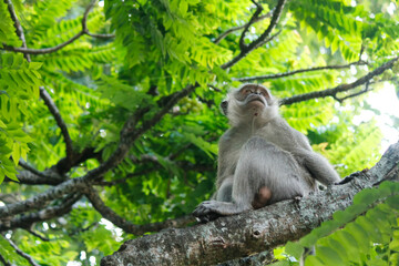 a monkey is on a tree