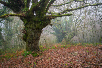 Naklejka premium Gigantic and ancient oaks and chestnut trees in the fog