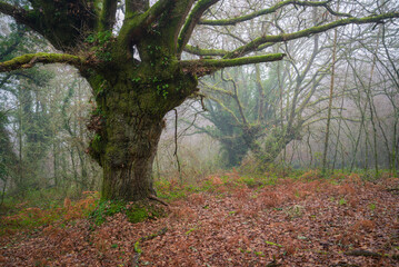 Gigantic and ancient oaks and chestnut trees in the fog
