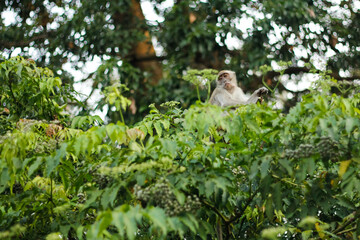 a monkey is on a tree