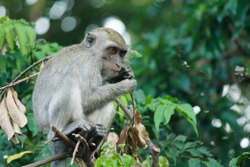 a monkey is on a tree