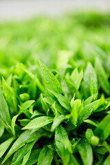 bright green grass leaves growing in drops