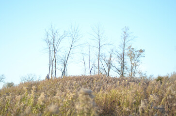 grass in the wind