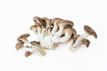 霜降りひらたけ