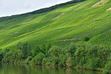 Moselle valley; Germany- august 11 2021 : valley of vineyard