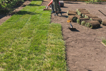 Obraz premium Laying sod for new garden lawn - turf laying concept