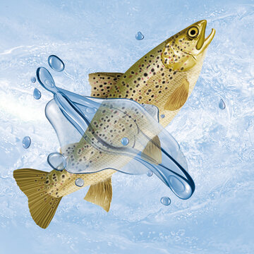   poisson , vandoise , animal, isol&eacute;, bulle, congel&eacute;, frais, glac&eacute;, froid, p&ecirc;che  , eau, aliment, attraper, blanc, eau douce, nature, oc&eacute;an, fleuve, le perche, ailette, aquarium, lac, frais, queue, &eacute;c