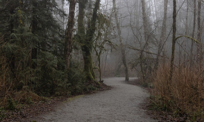 Fototapeta premium Path in the Canadian rain forest with green trees. Early morning fog in winter season. Tynehead Park in Surrey, Vancouver, British Columbia, Canada.